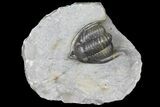 Diademaproetus Trilobite - Ofaten, Morocco #130532-1